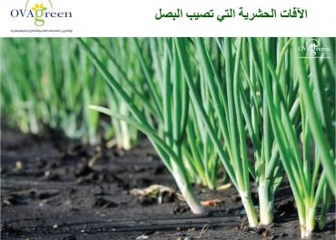 Insect pests of onions 